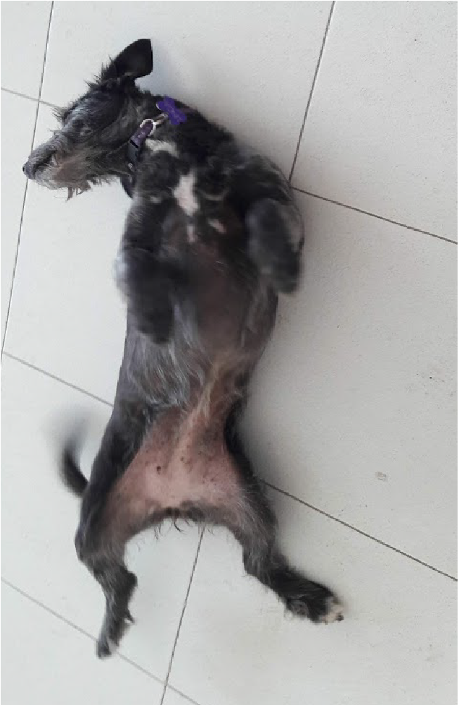 Linda Feliz