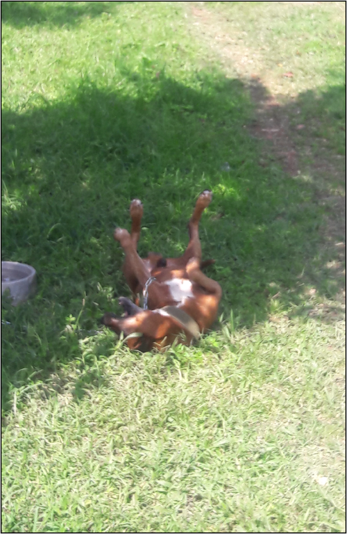 El Flaco feliz